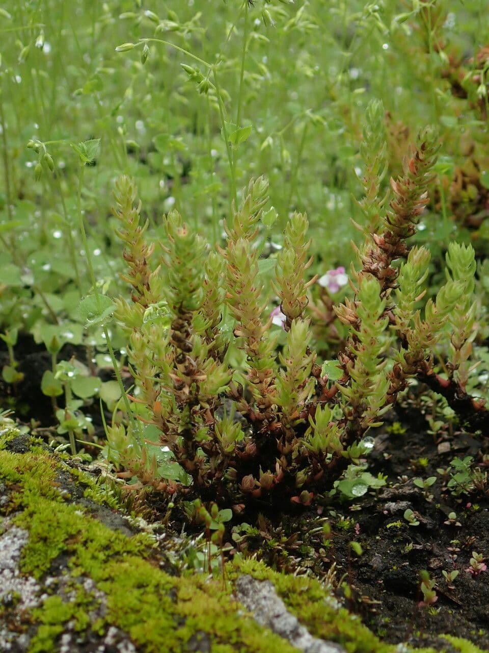 Crassula 2