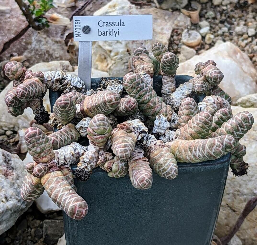 Crassula 5