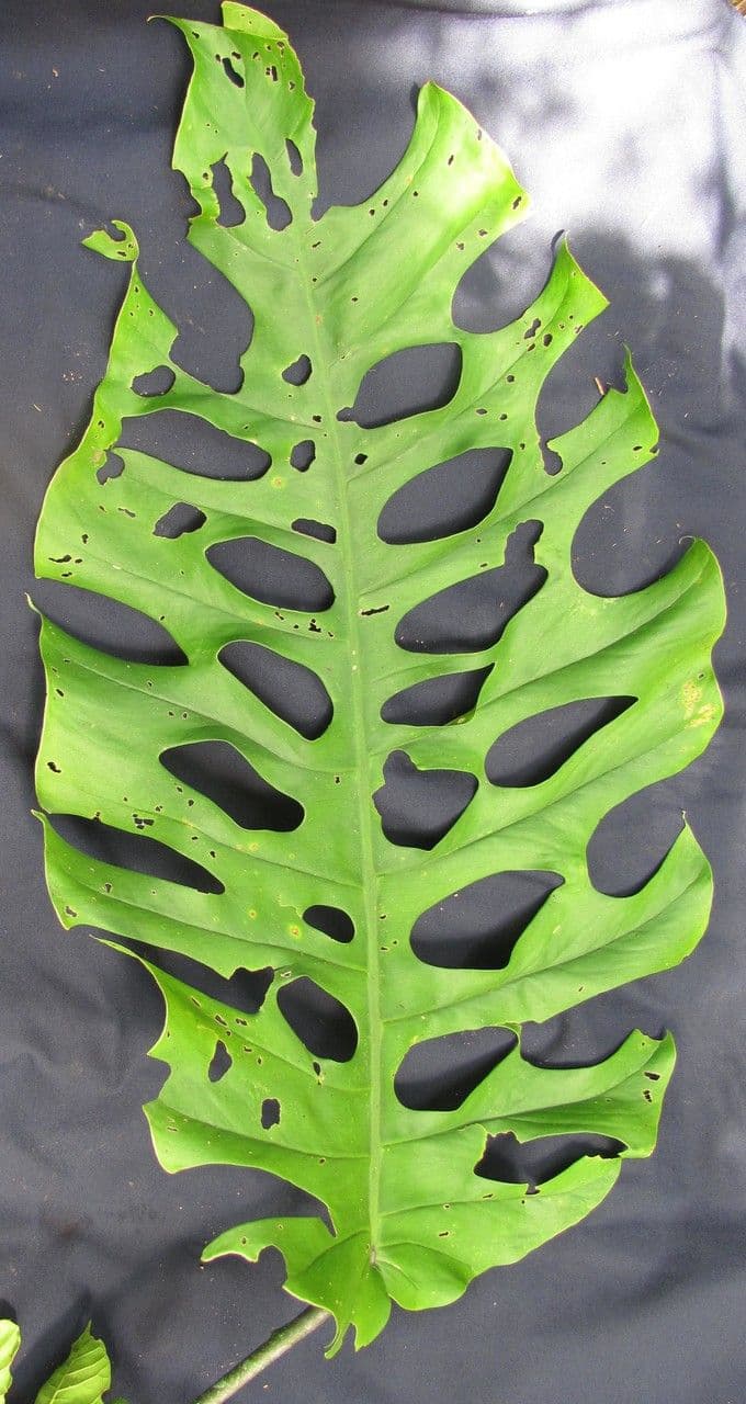 Monstera 7