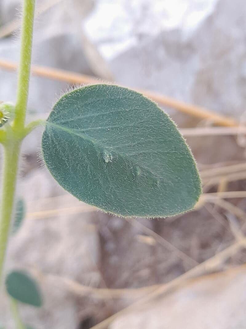 Petiolate Spurge 10