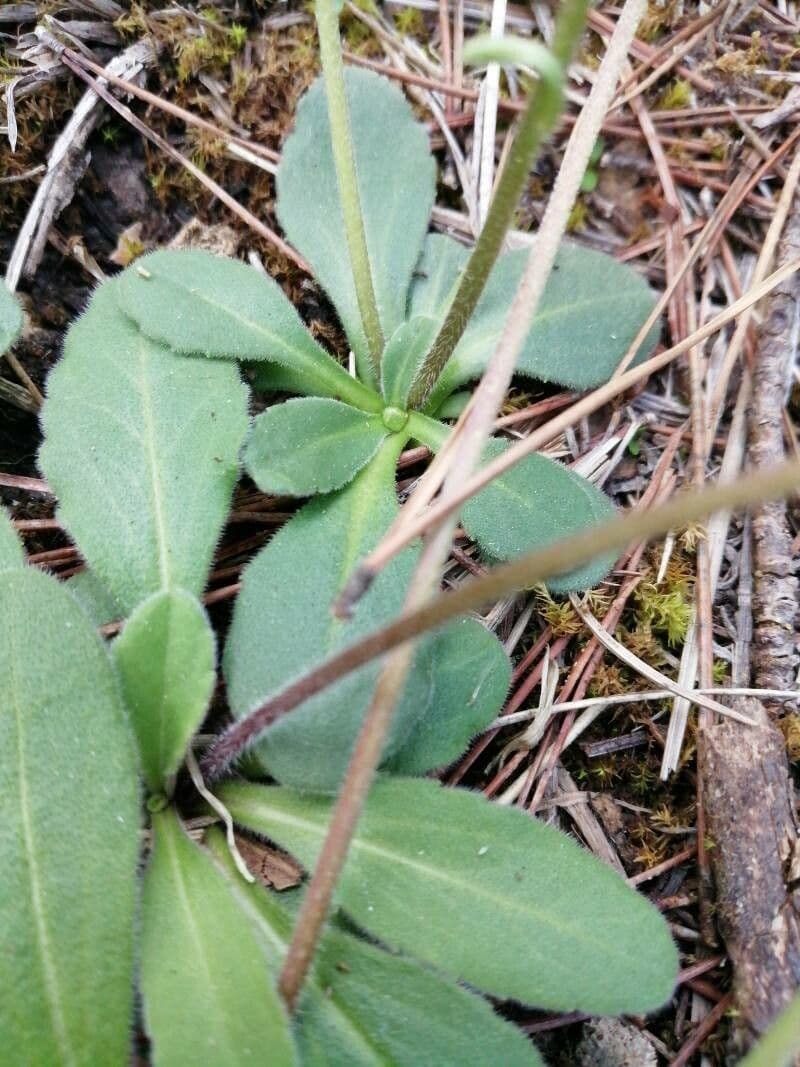 Margherita selvatica 18