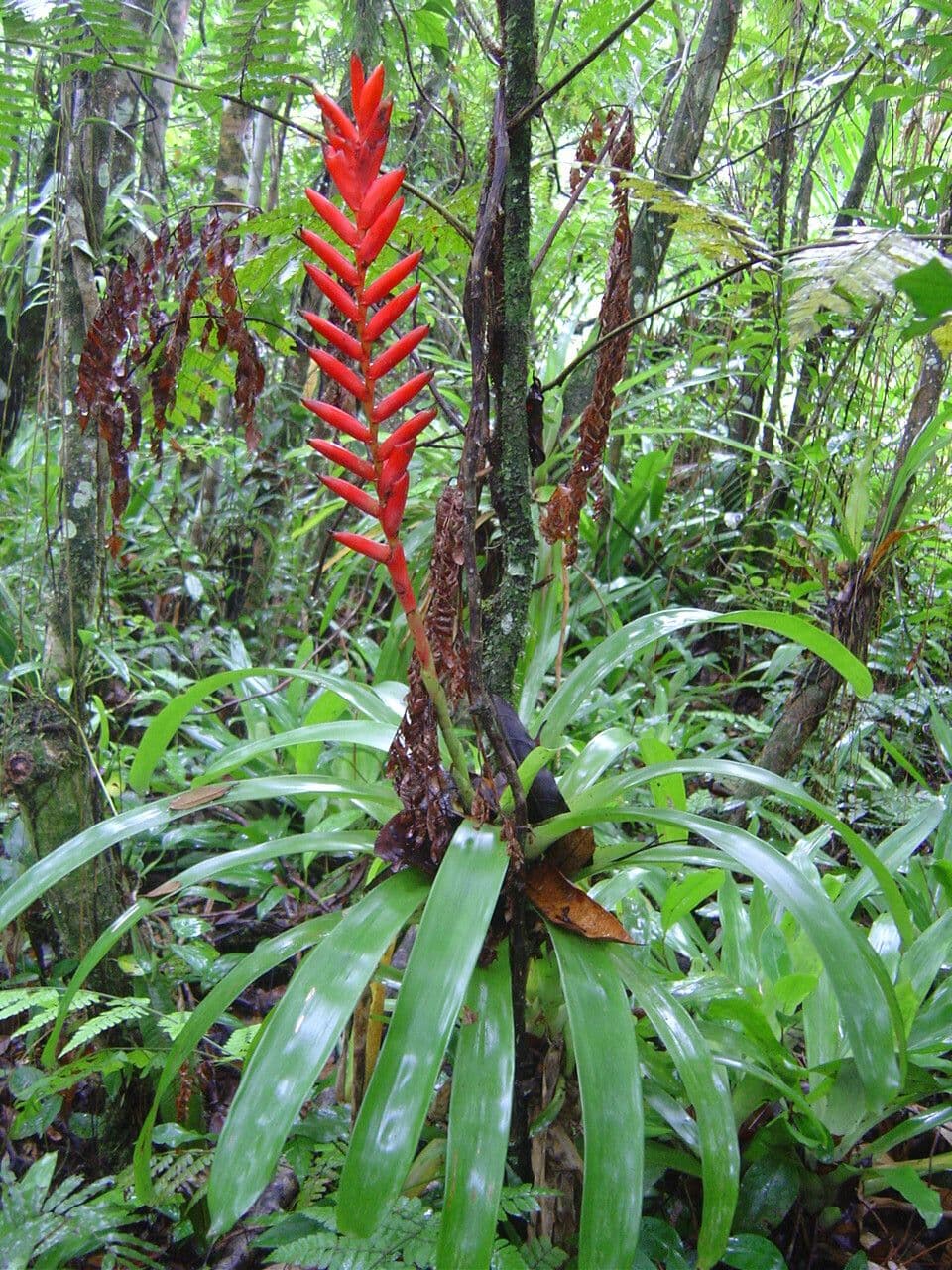 Vriesea