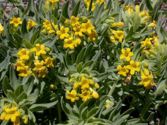 Lithospermum 6