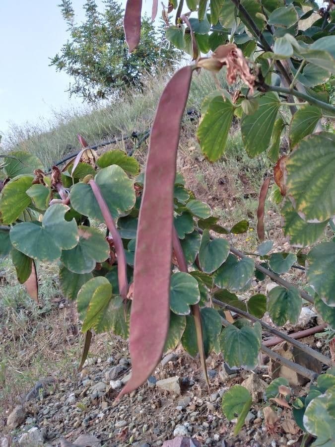 Bauhinia variegata 3
