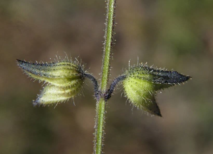 Salvia