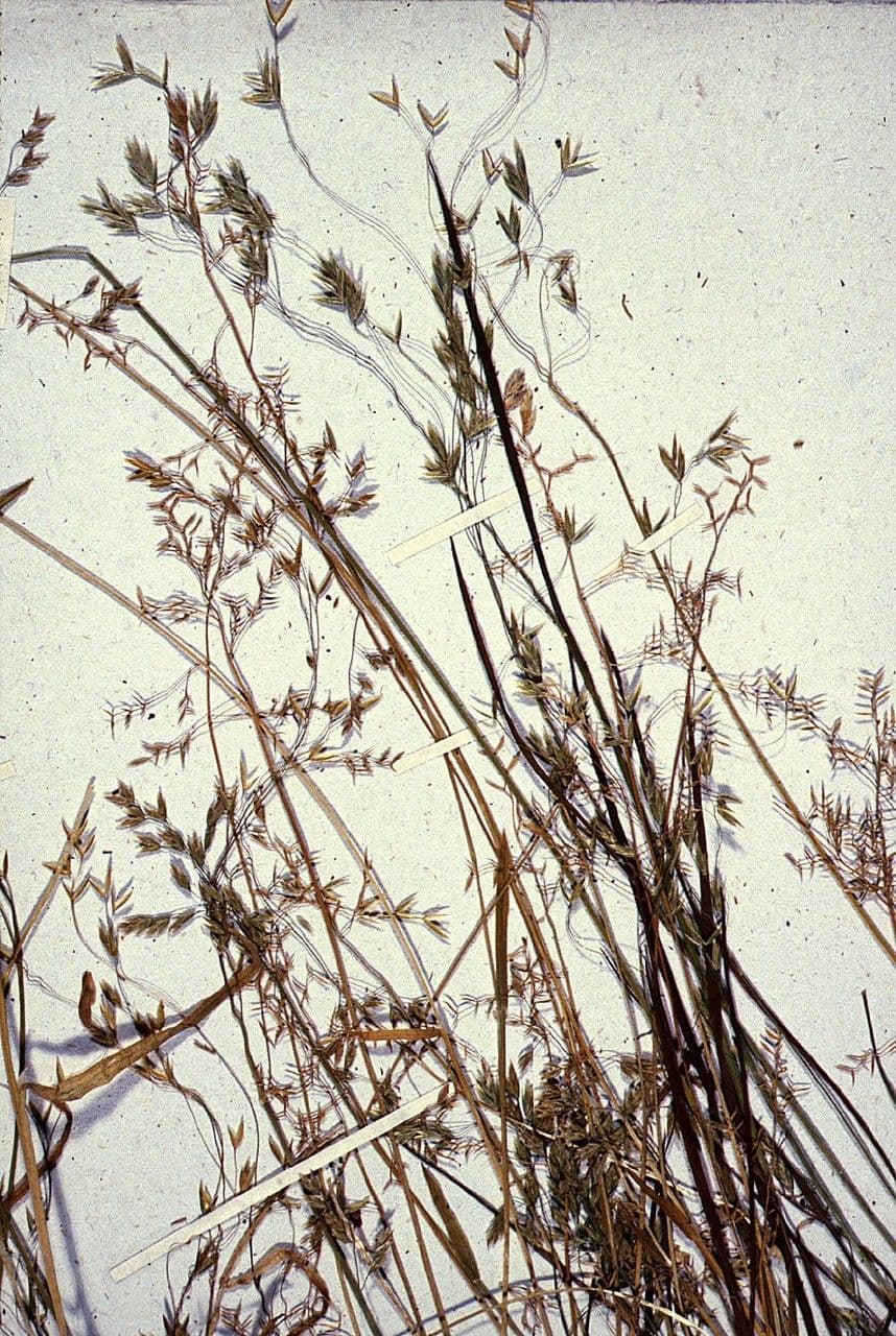 Poa leptocoma 5