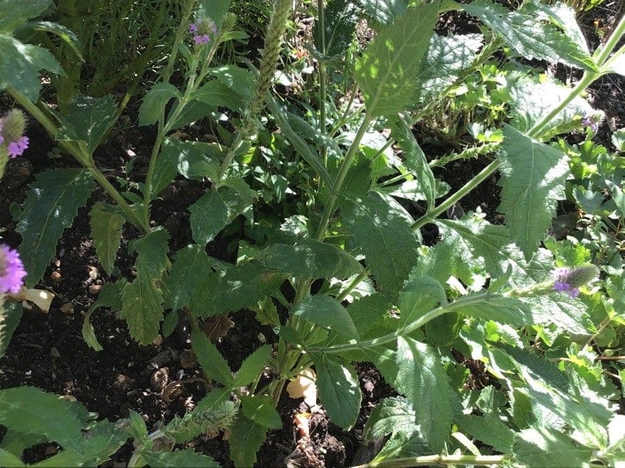 Verbena 8