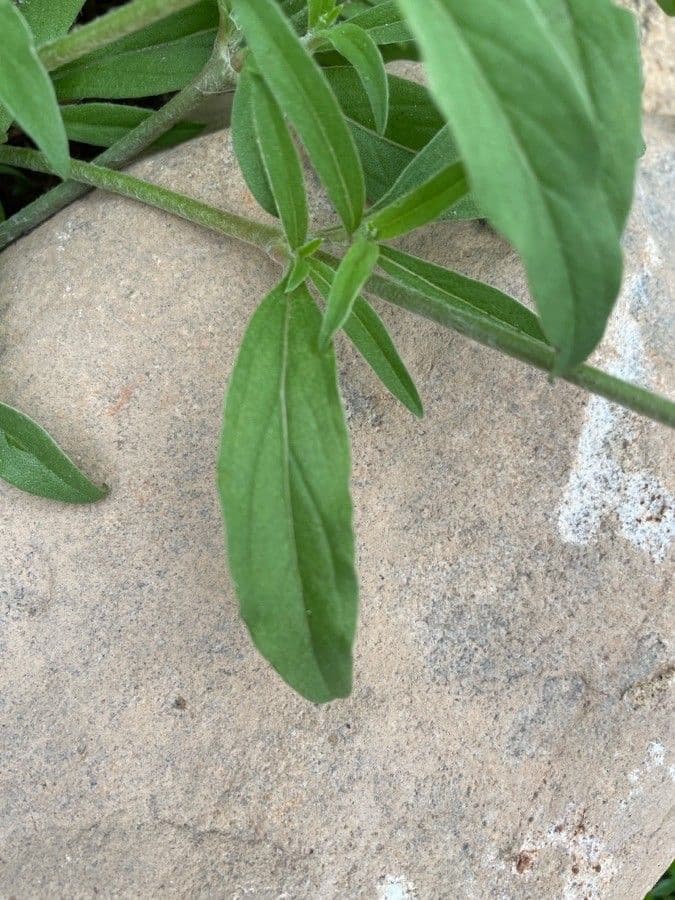 Froelichia gracilis 14