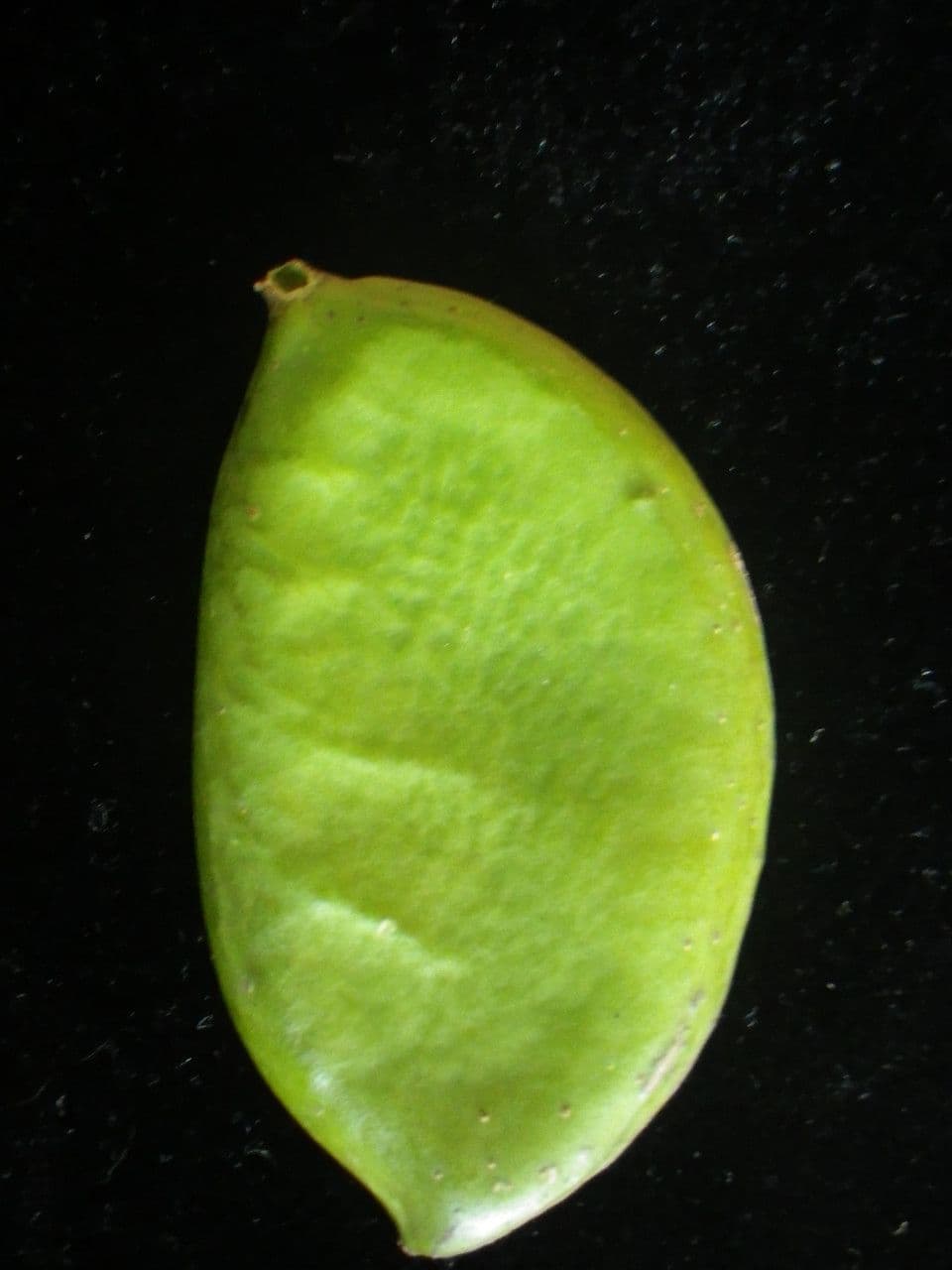 Pongamia 2