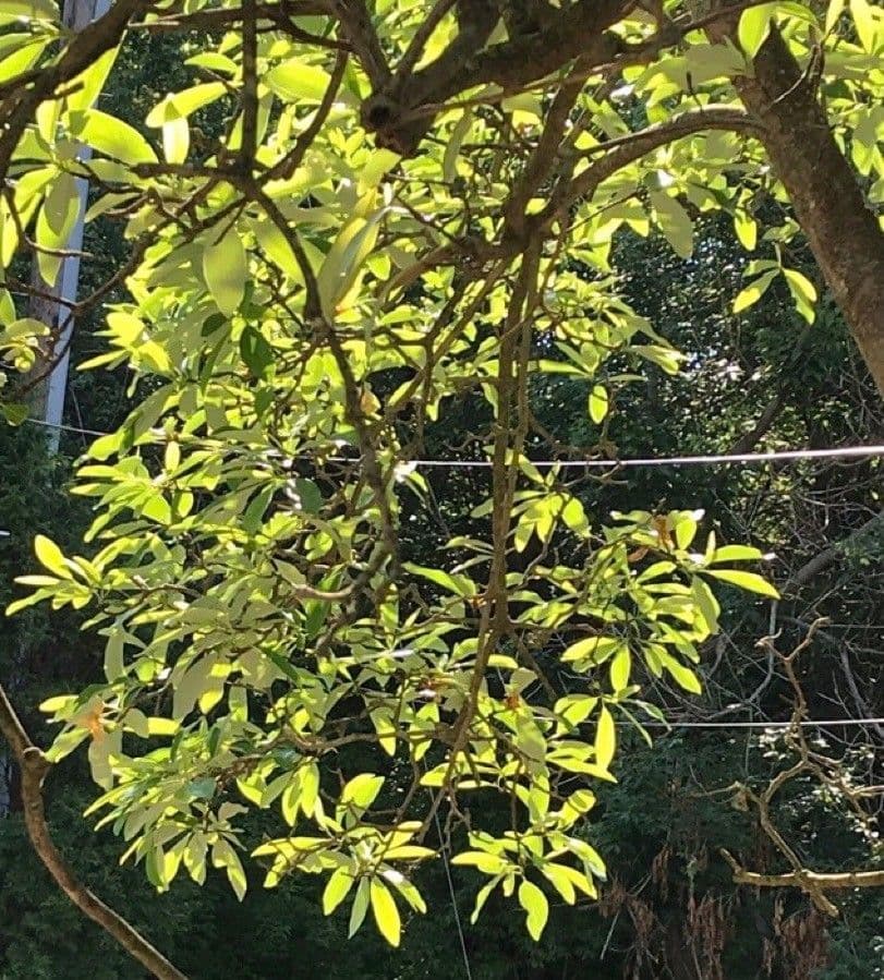Magnólie 30