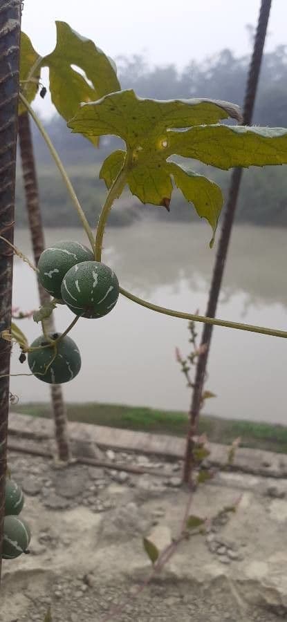 Diplocyclos palmatus