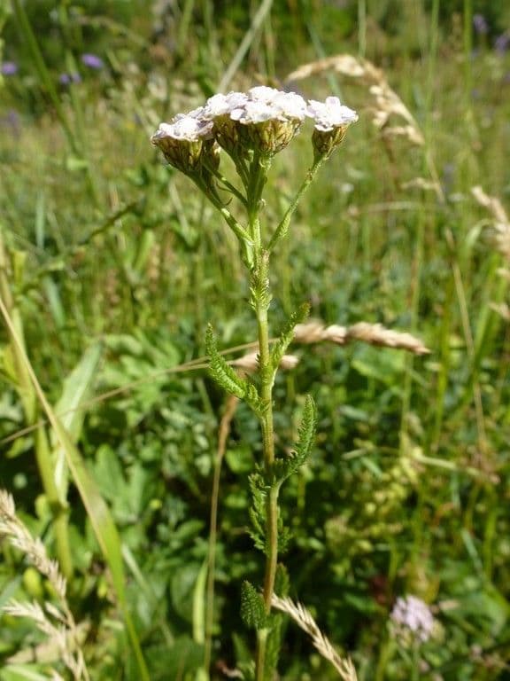 Achillea roseo-alba 20