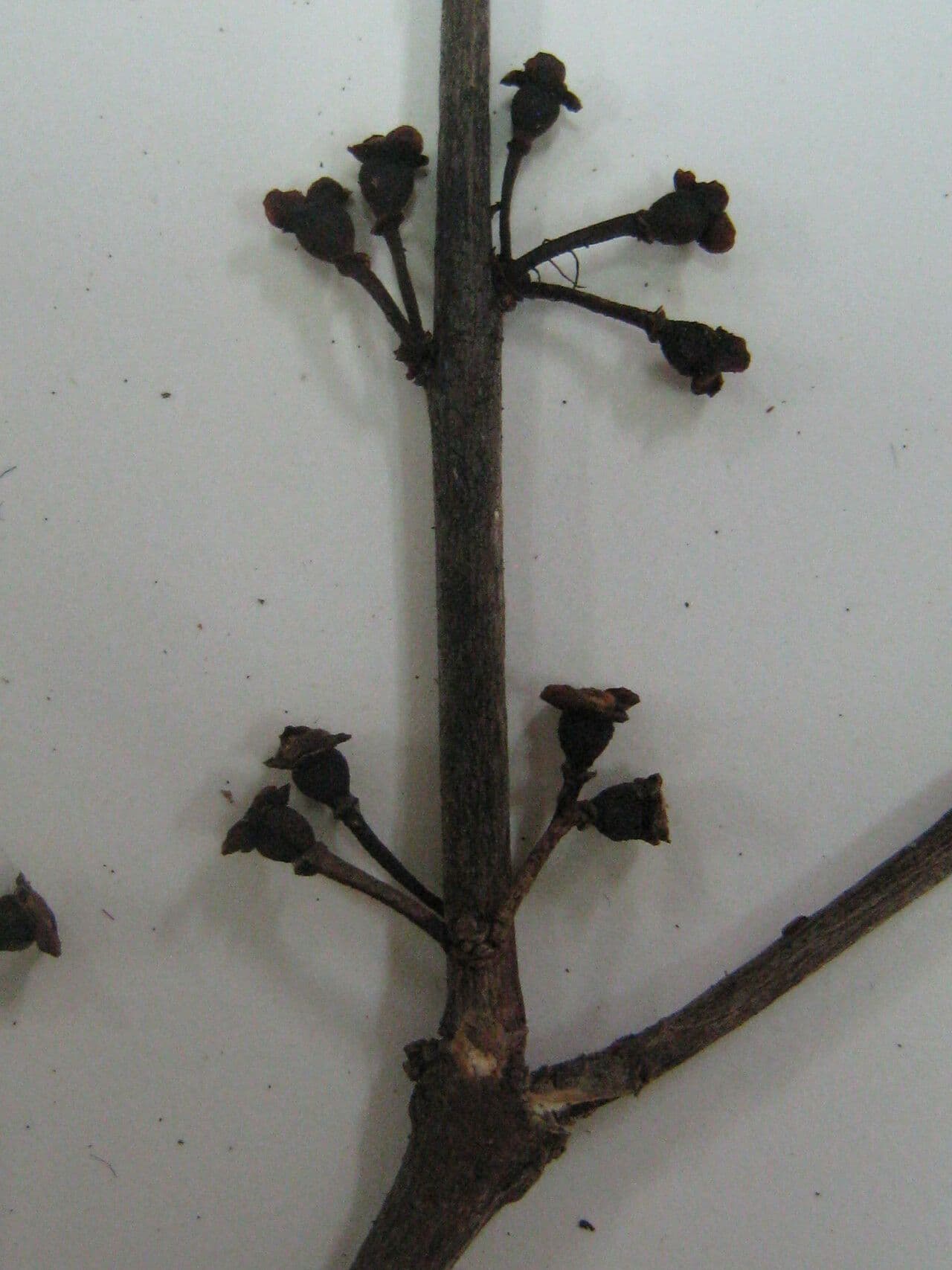 Eugenia 5