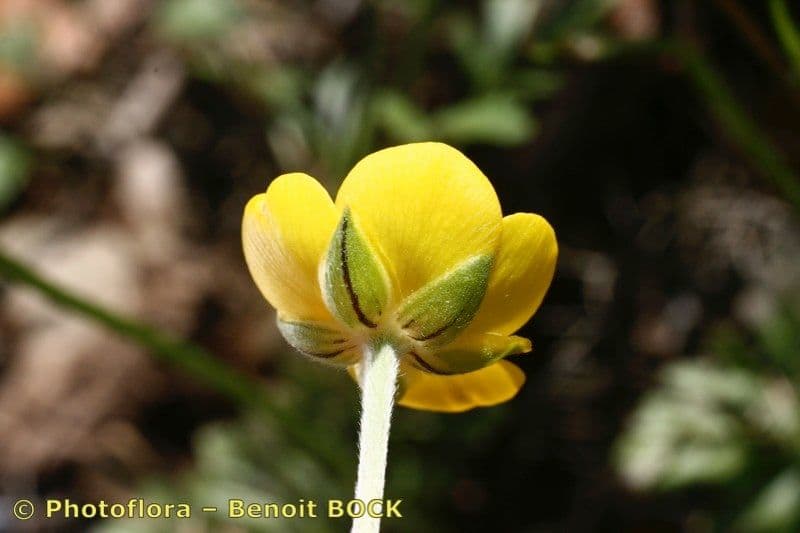 Ranunculus ollissiponensis 4