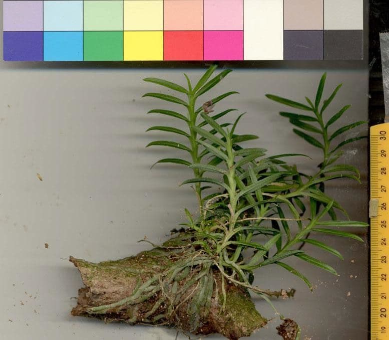 Dichaea 22