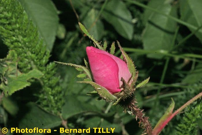 Essigrose 27