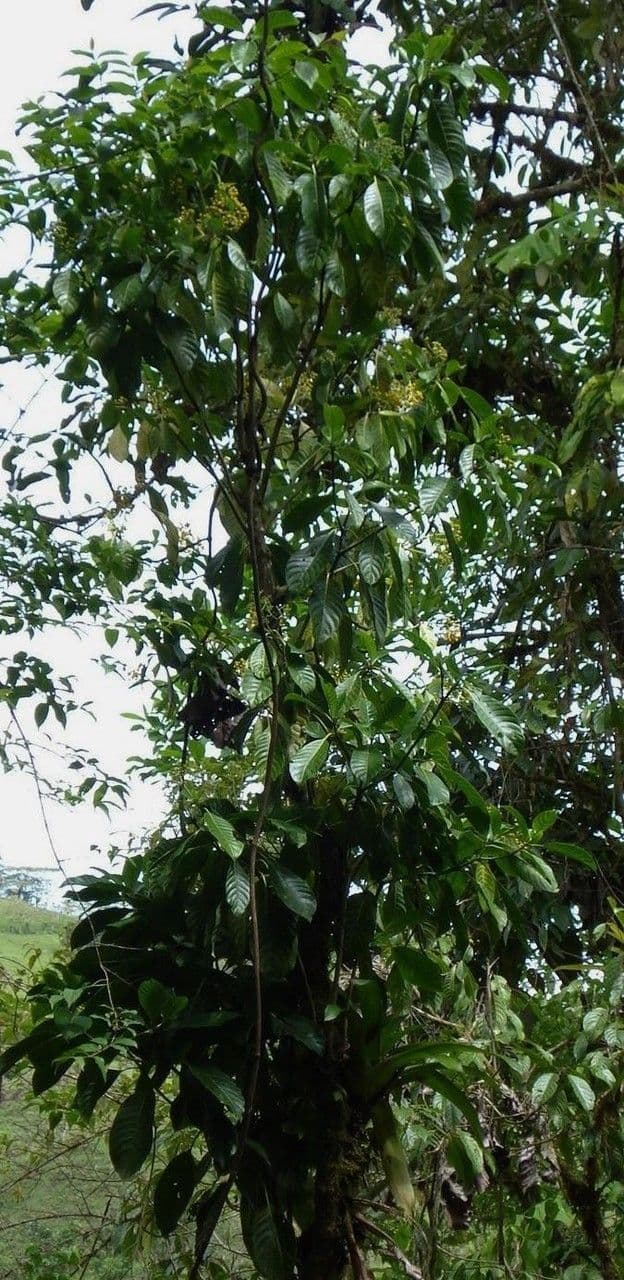 Psychotria 14