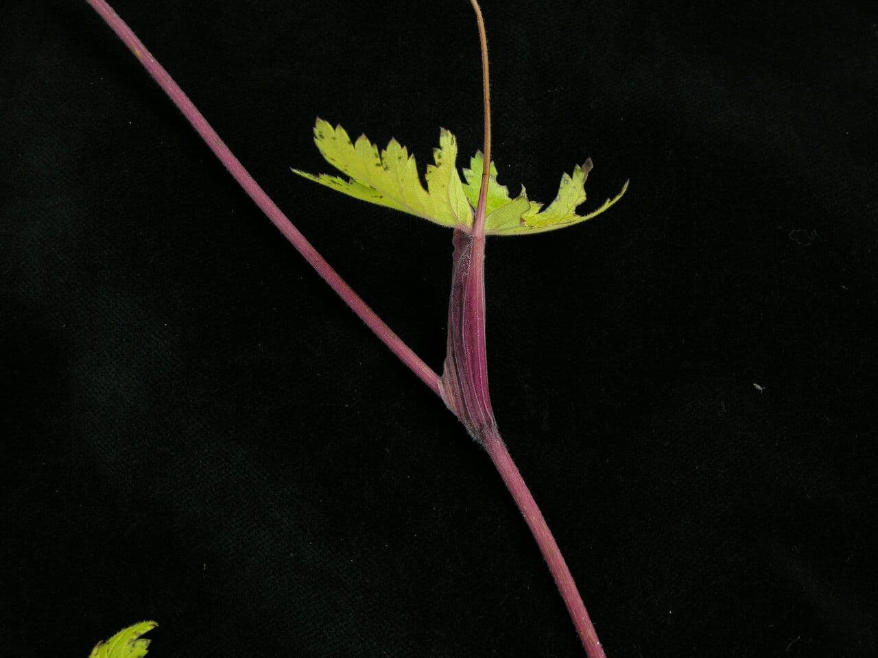 Tordyliopsis 9