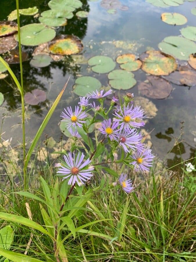 Aster punice 5
