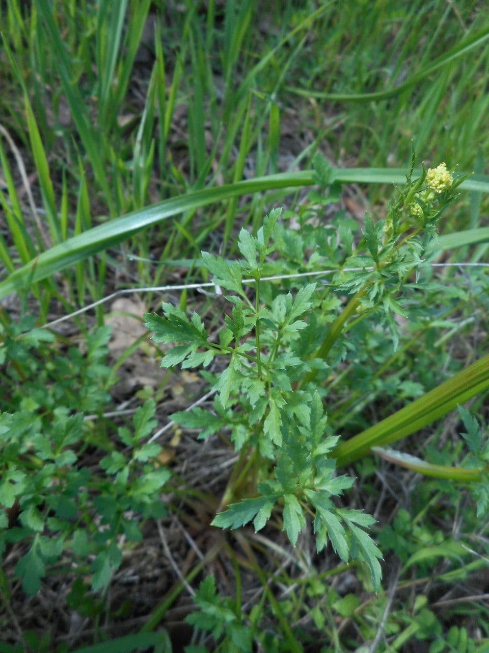 Sanicula dvoupírová 11