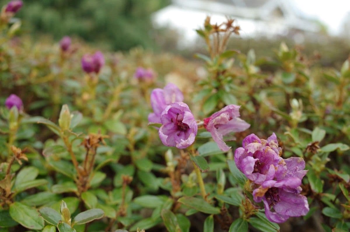 Rododendro del Salween