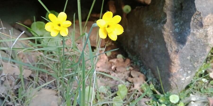 Narciso rupicolo 2