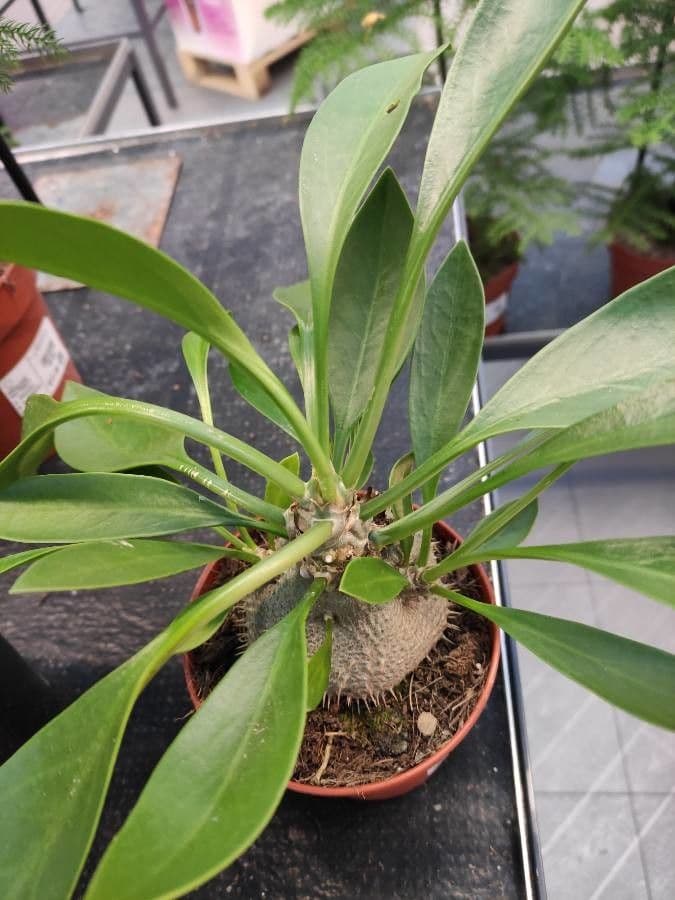 Pianta formica di Beccari 2