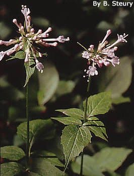 Valeriana pauciflora 10