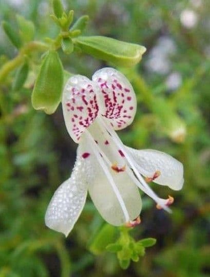 Dicerandra 2