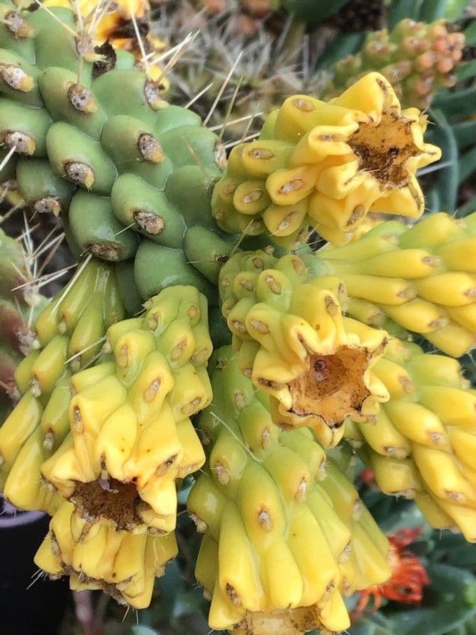 Cylindropuntia ramosissima 5