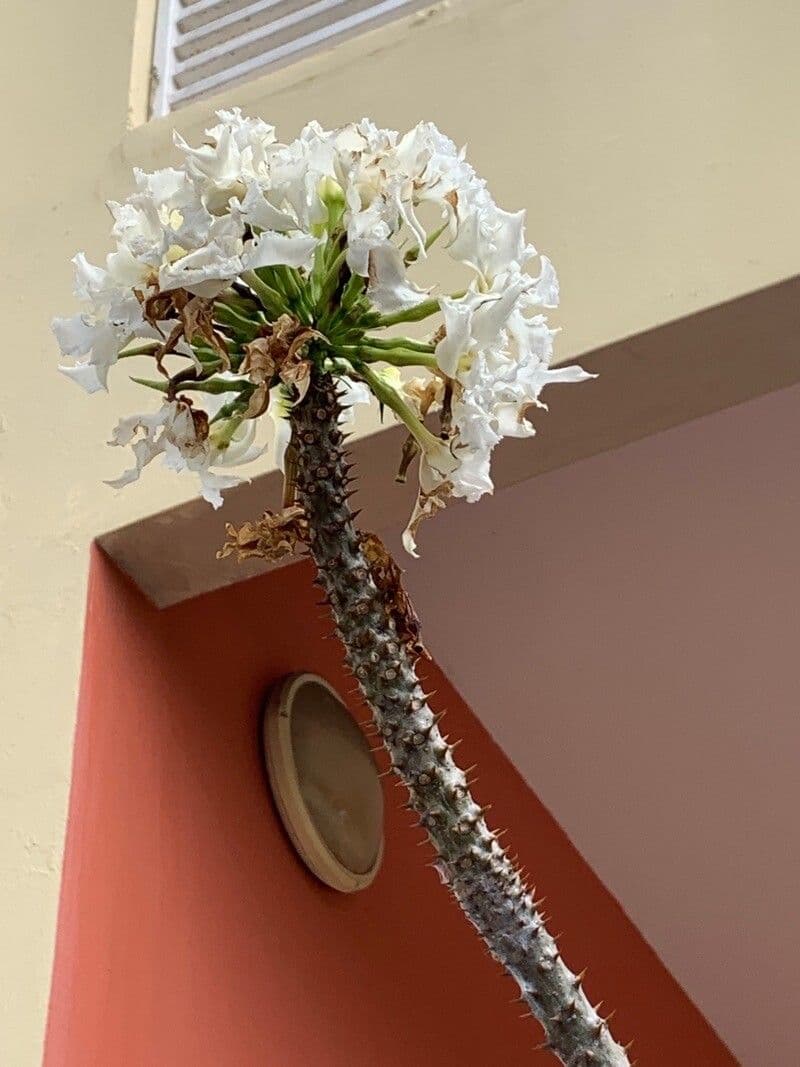 Pachypodium 2