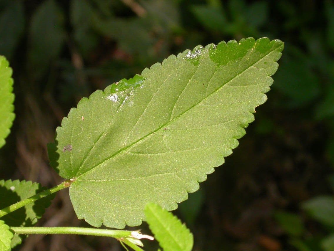 Sida spinosa 23