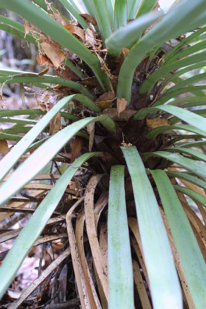 Yucca madrensis 8