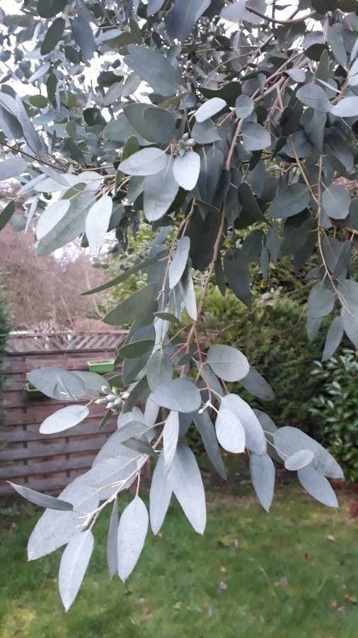 Gunn-Eukalyptus 26