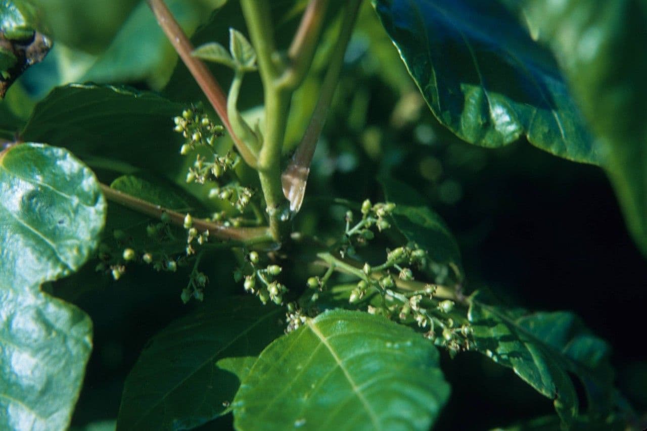 Toxicodendron pubescens 9