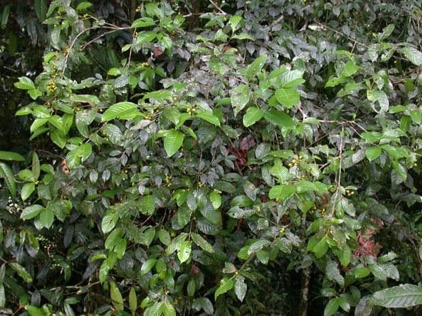 Quiina macrophylla 7