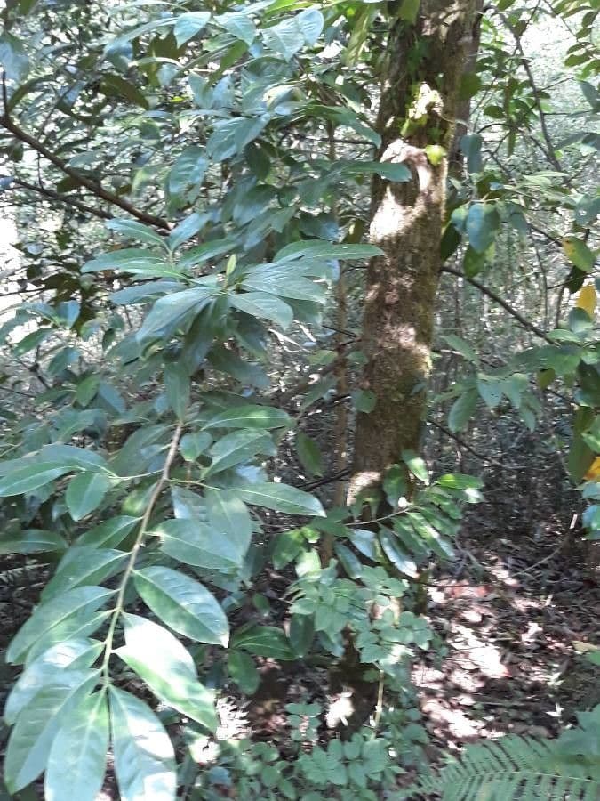 Lindera communis 8
