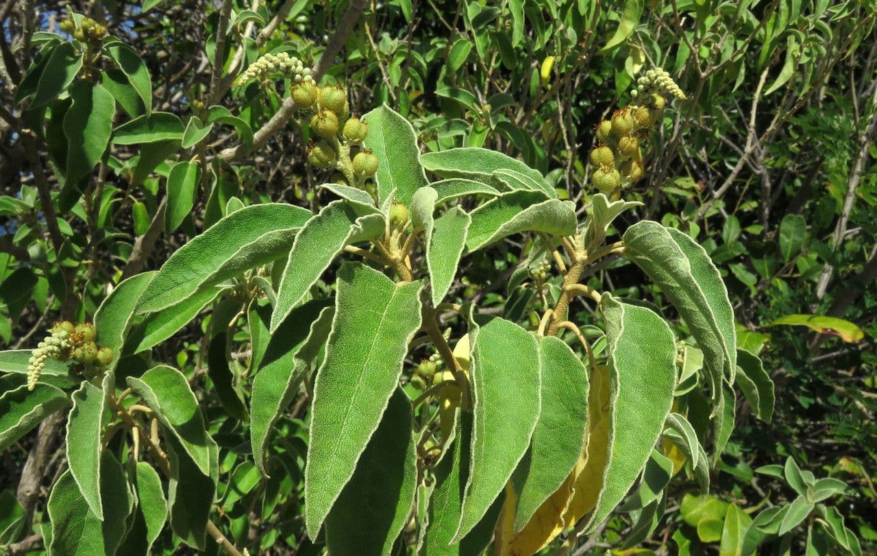 Croton giallo 16