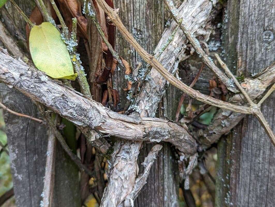 Caprifoglio acuminato 21