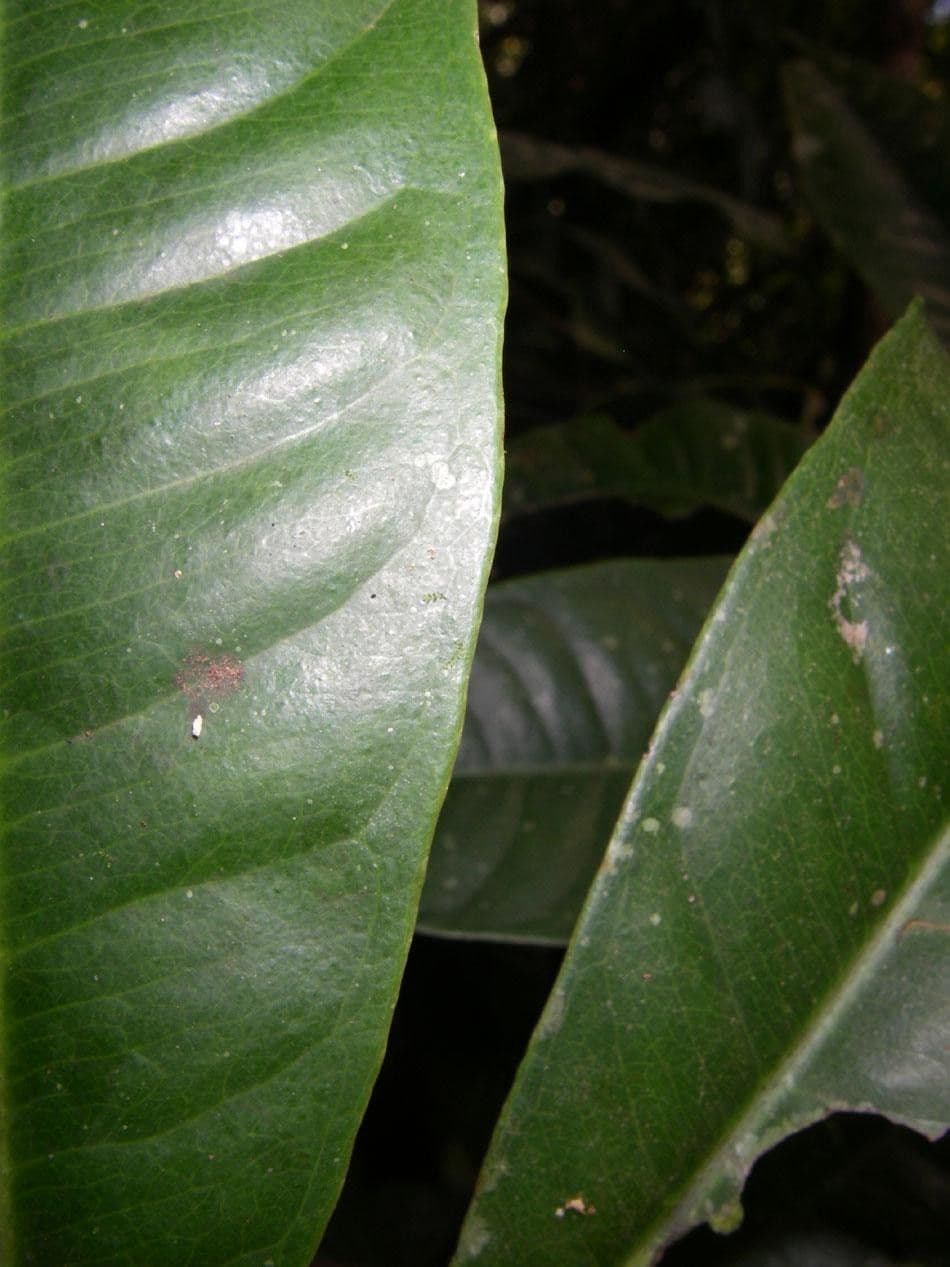 Hymenandra 9