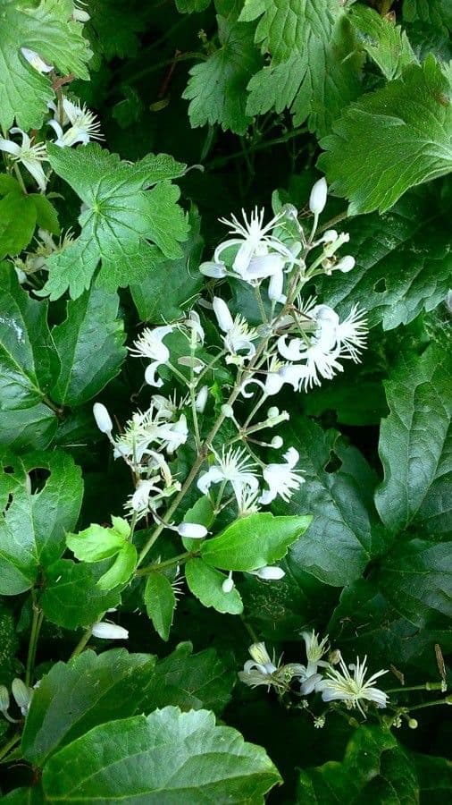 Clematítide 8
