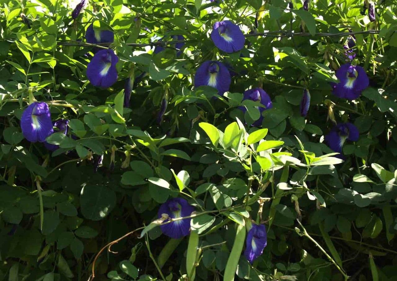 Clitoria ternatea 11