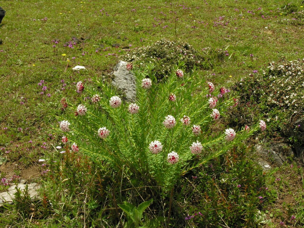 Stellera chamaejasme 5