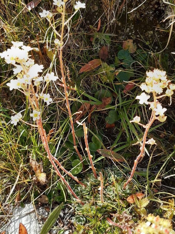 Saxifrage paniculée 11