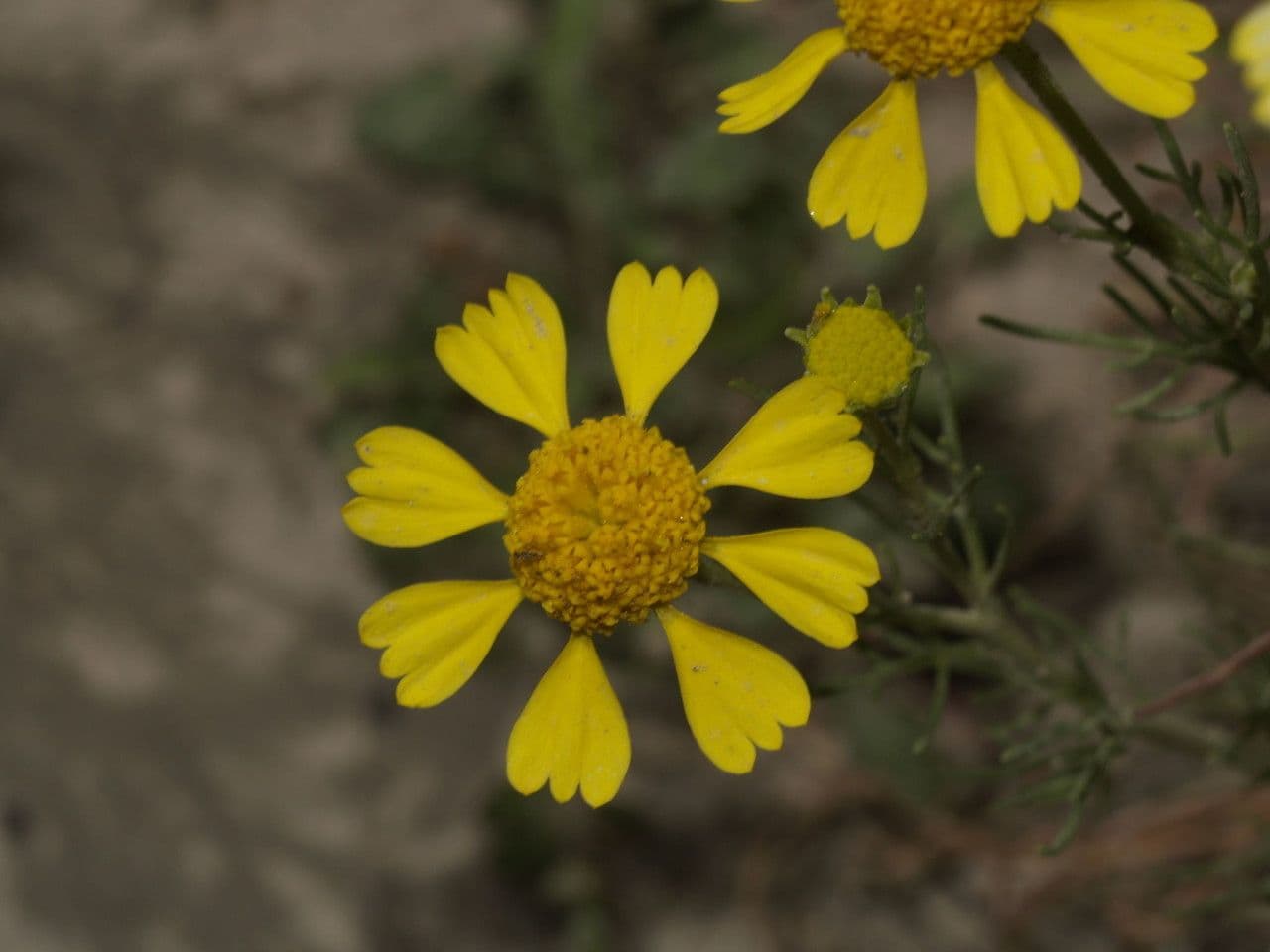 Hymenoxys wonny 4