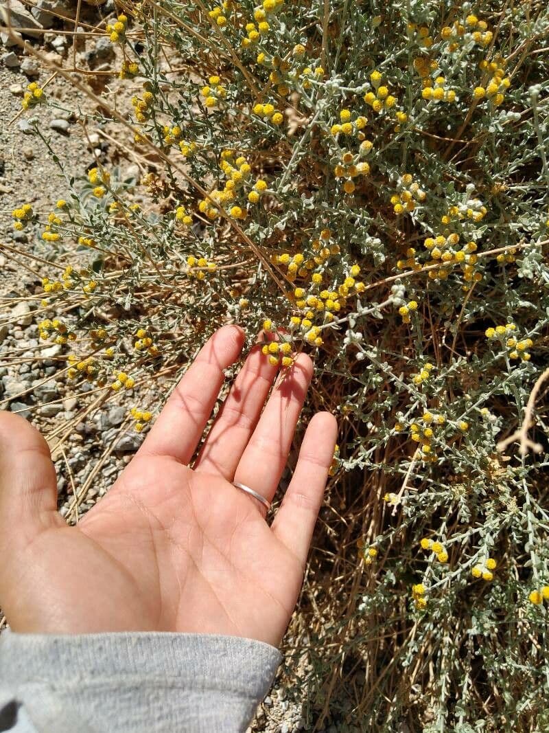 Achillea 2