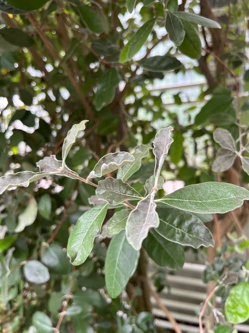 Huilla-Silbereiche 5