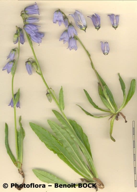 Campanula barbata 25