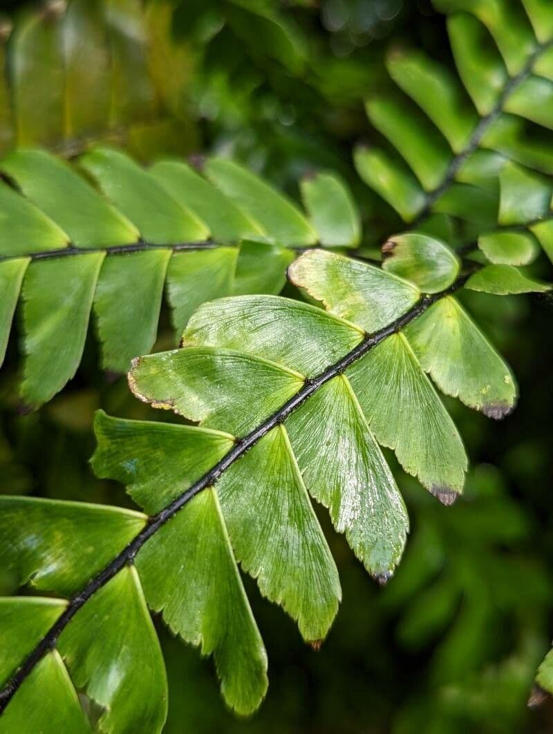 Adiantum štvorlisté 4