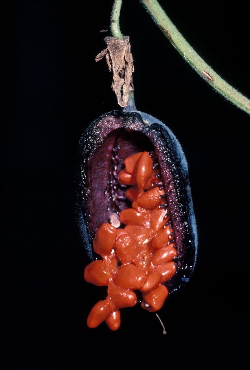 Passiflora 2